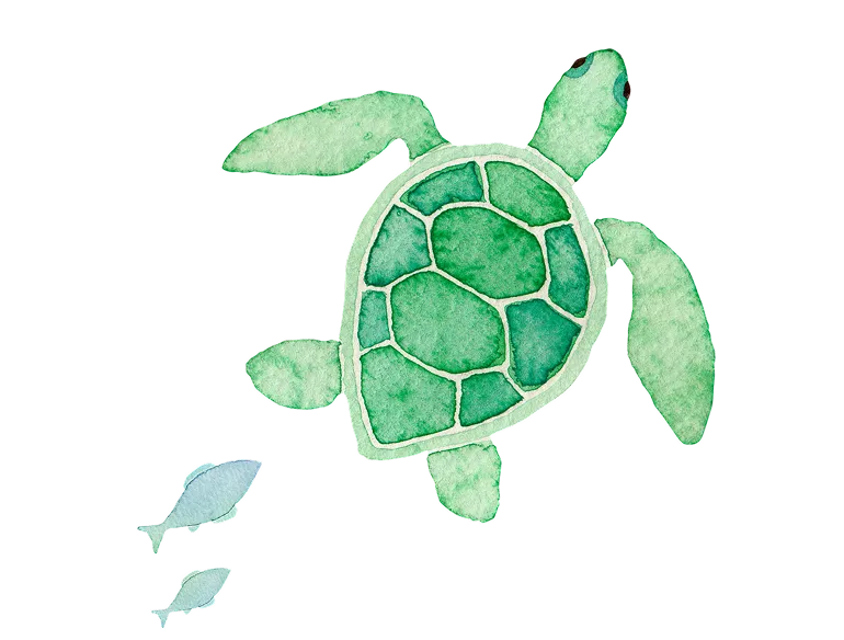 カメ